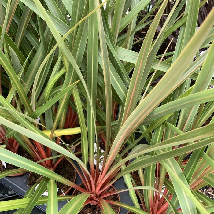 Koolpalm (Cordyline australis 'Sundance')