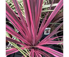 Koolpalm - Cordyline australis 'Salsa'