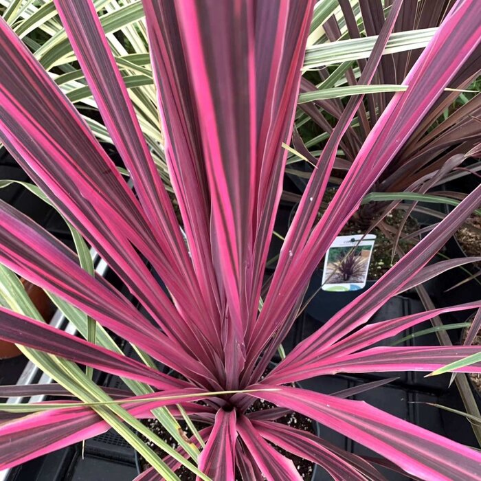 Koolpalm (Cordyline australis 'Salsa' )