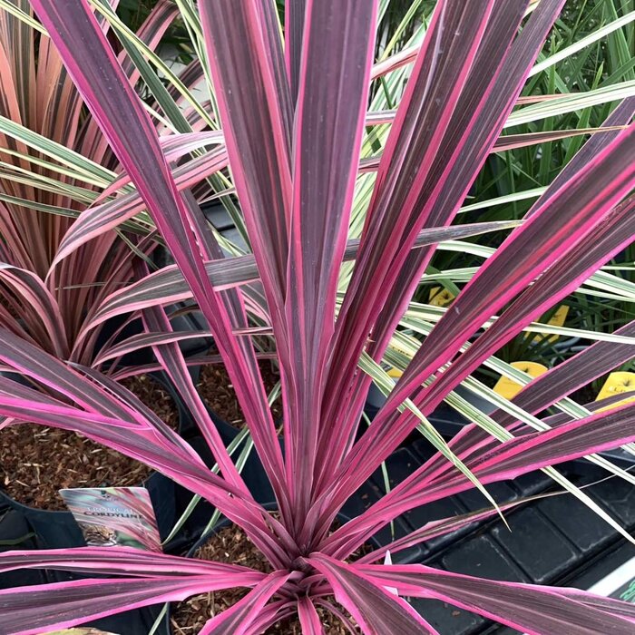 Koolpalm (Cordyline australis 'Pink Passion' )