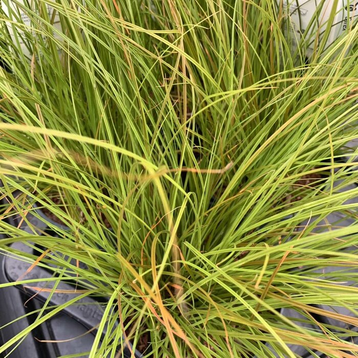 Zegge - Carex testacea 'Prairie Fire'