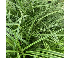 Carex morrowii 'Goldband'- Japanse zegge