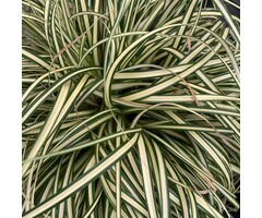 Zegge - Carex oshimensis 'Evergold'