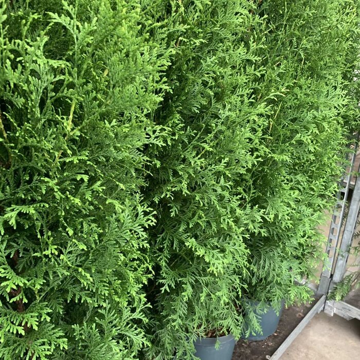 Groene coniferenhaag - Thuja occidentalis 'Brabant'