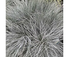 Zwenkgras - Festuca glauca