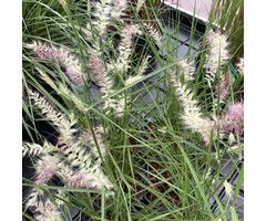 Lampenpoetsersgras - Pennisetum 'Karley Rose'