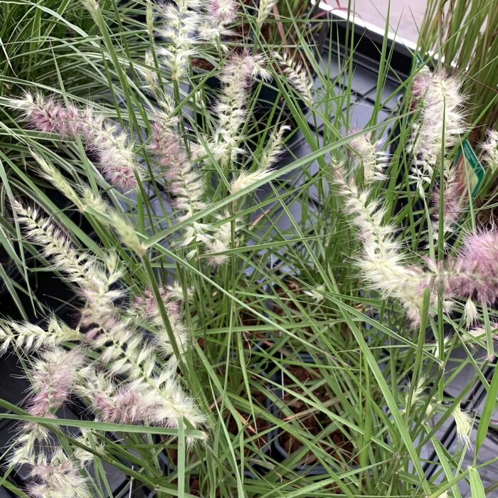 Lampenpoetsersgras - Pennisetum 'Karley Rose'