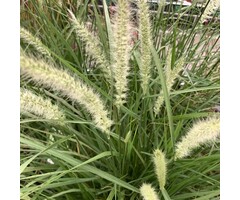 Lampepoetsersgras - Pennisetum alopecuroides Magic