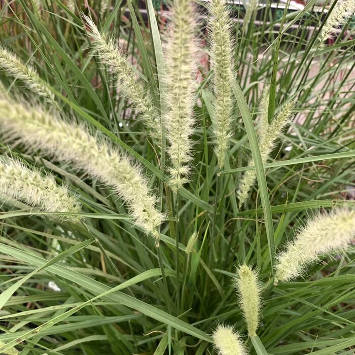 Lampepoetsersgras - Pennisetum alopecuroides Magic