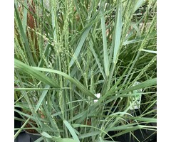 Vingergras - Panicum virgatum Warrior