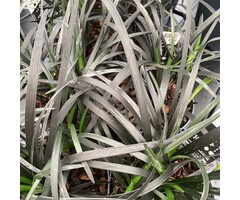 Slangenbaard - Ophiopogon planiscapus 'Niger'