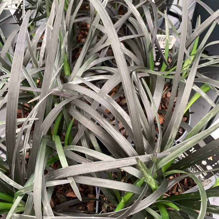 Slangenbaard - Ophiopogon planiscapus 'Niger'