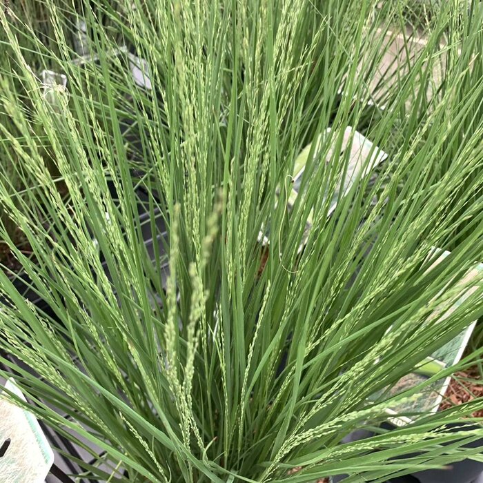 Pijpestrootje - Molinia caerulea 'Heidebraut'