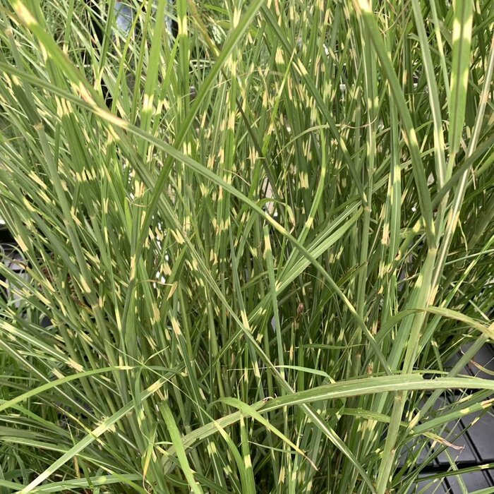 Olifantengras - Miscanthus sinensis 'Strictus'