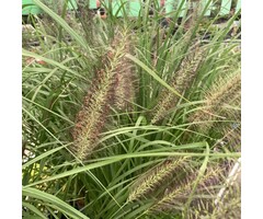 Lampepoetsersgras - Pennisetum alopecuroides Reborn