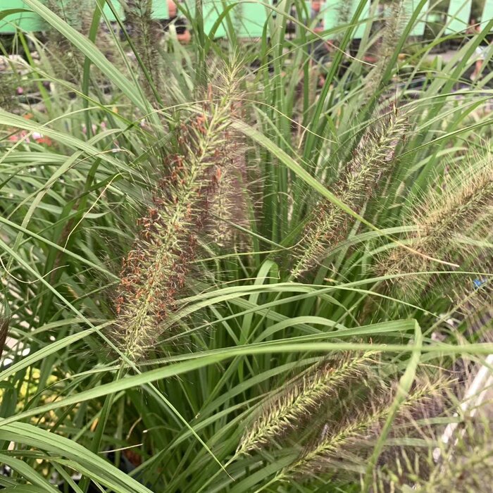 Lampepoetsersgras - Pennisetum alopecuroides Reborn