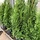 Levensboom - Thuja occidentalis 'Smaragd'