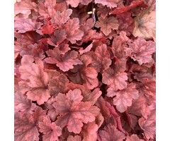 Purperklokje - Heuchera 'Fire Chief'