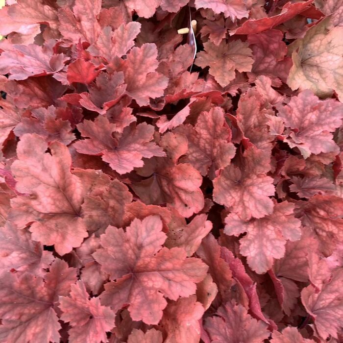 Purperklokje - Heuchera 'Fire Chief'