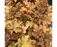 Purperklokje - Heuchera 'Marmelade'