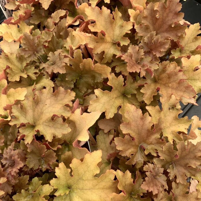 Purperklokje - Heuchera 'Marmelade'