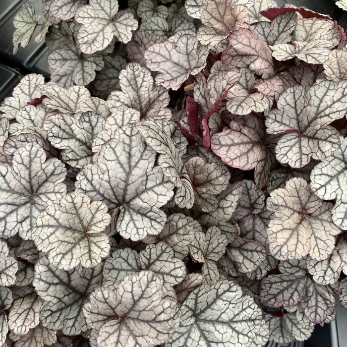 Purperklokje - Heuchera 'Jade Gloss'