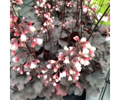Purperklokje - Heuchera 'Black Pearl'