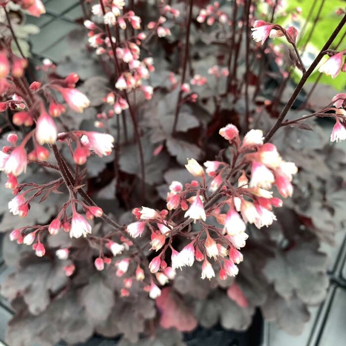 Purperklokje - Heuchera 'Black Pearl'