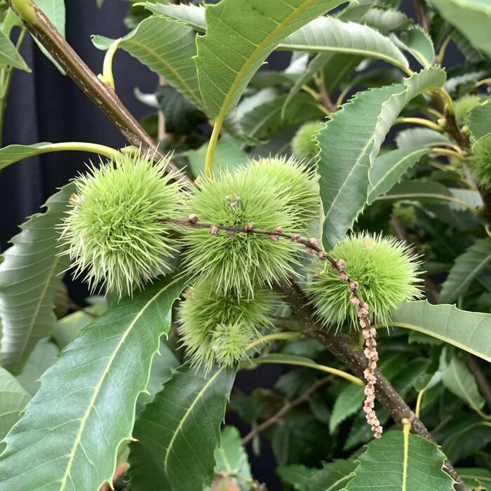 Castanea sativa - Tamme kastanje (Kale wortel) PRE-ORDER