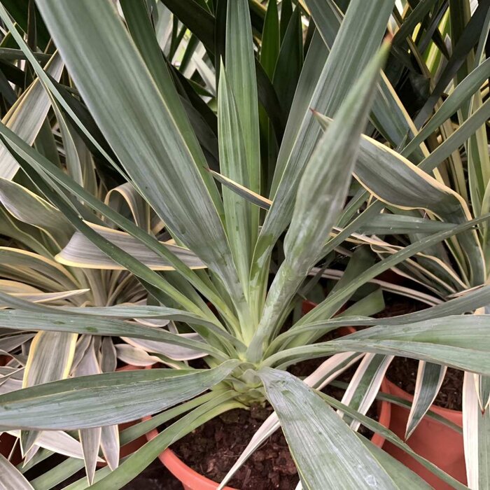 Palmlelie (Yucca filamentosa)