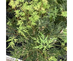 Japanse esdoorn - Acer palmatum 'Emerald Lace'