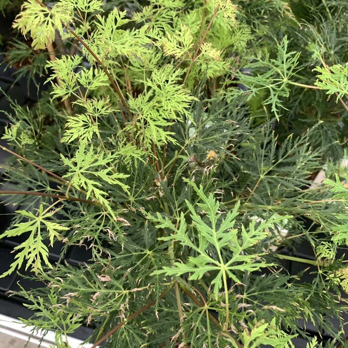 Japanse esdoorn (Acer palmatum 'Emerald Lace')