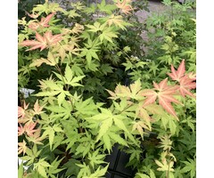 Japanse esdoorn - Acer palmatum 'Orange Dream'