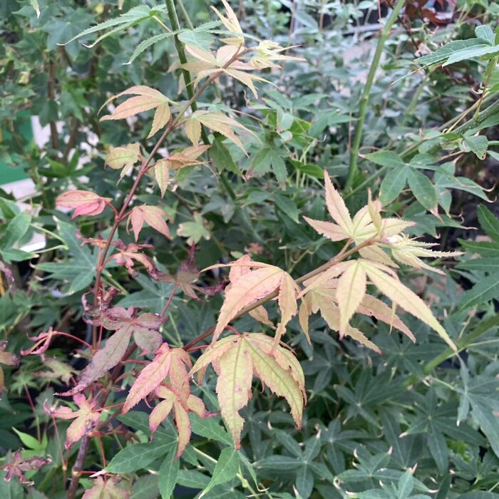 Japanse esdoorn (Acer palmatum 'Osakazuki')