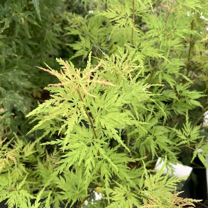 Japanse esdoorn (Acer palmatum 'Seiryu')