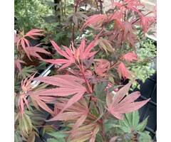 Japanse esdoorn - Acer palmatum 'Shaina'