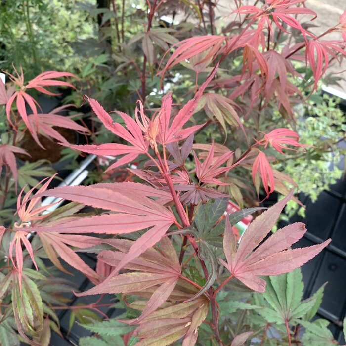 Japanse esdoorn (Acer palmatum 'Shaina')