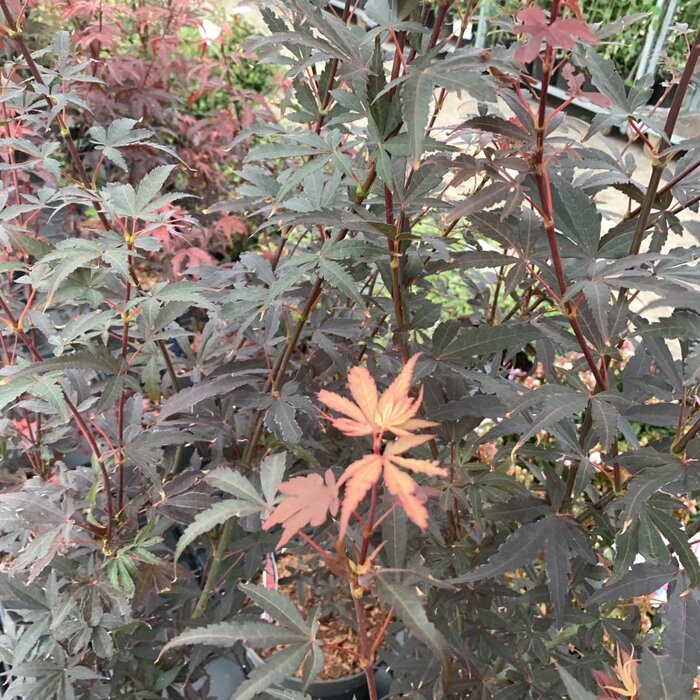 Japanse esdoorn (Acer palmatum 'Skeeter's Broom')