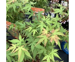 Japanse esdoorn - Acer palmatum 'Wilson's Pink Dwarf'