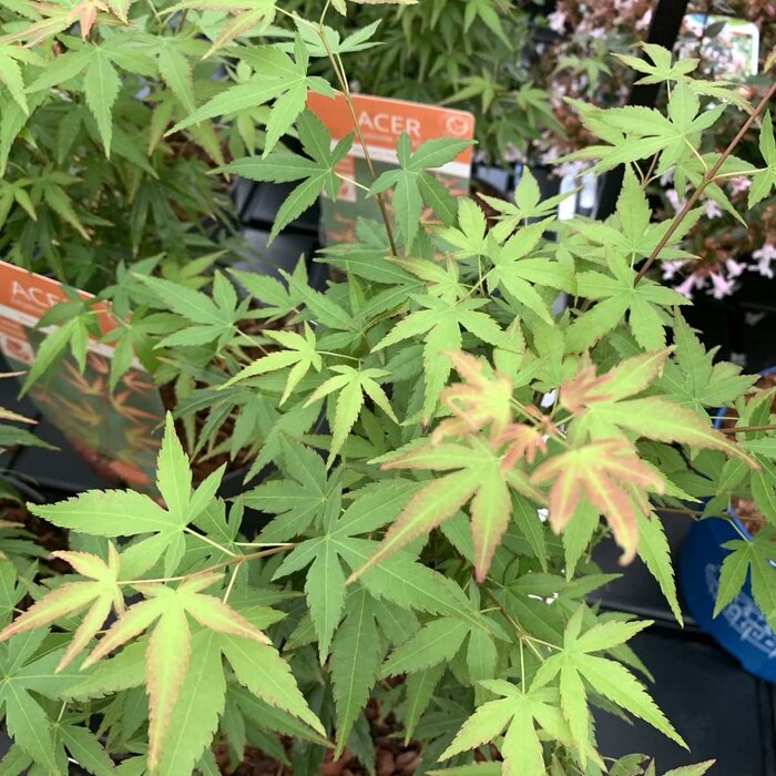 Japanse esdoorn (Acer palmatum 'Wilson's Pink Dwarf')