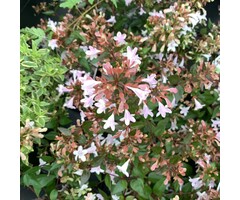 Abelia - Abelia grandiflora