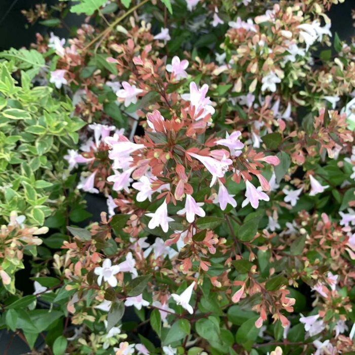 Abelia (Abelia grandiflora)