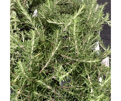 Rozemarijn - Rosmarinus officinalis 'Prostratus'