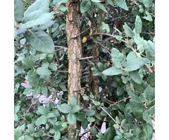 Steeneik - Quercus suber