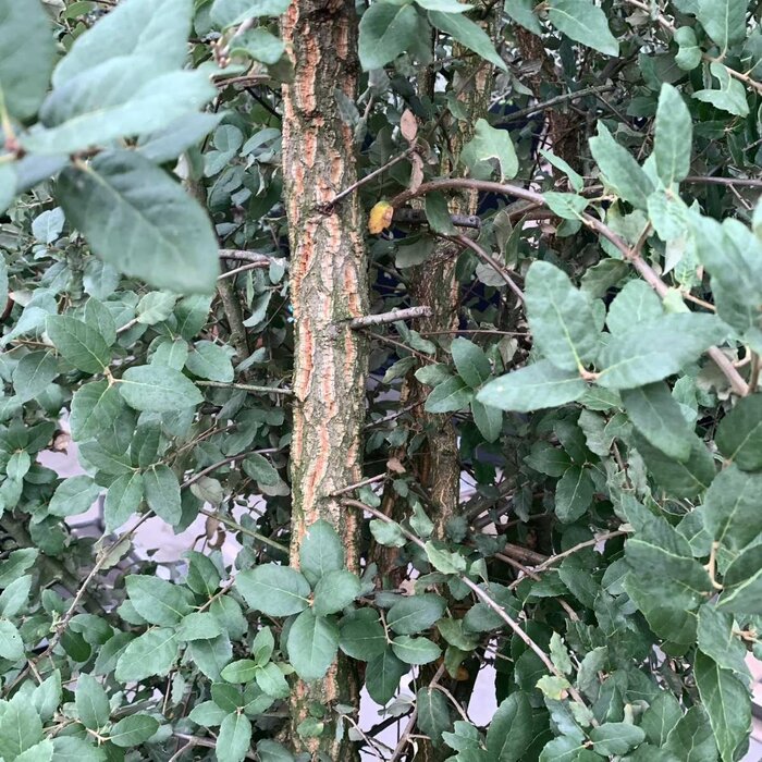 Steeneik - Quercus suber