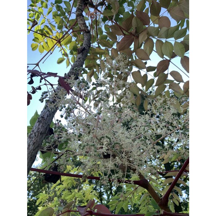 Duivelswandelstok (Aralia elata)