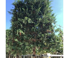 Lei-Conifeer - Cupressocyparis leylandii 'Blue Jeans' leiboom