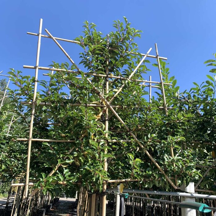 Portugese Leilaurier - Prunus lusitanica 'Angustifolia' leiboom
