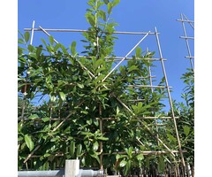 Leilaurier - Prunus laurocerasus 'Novita' leiboom