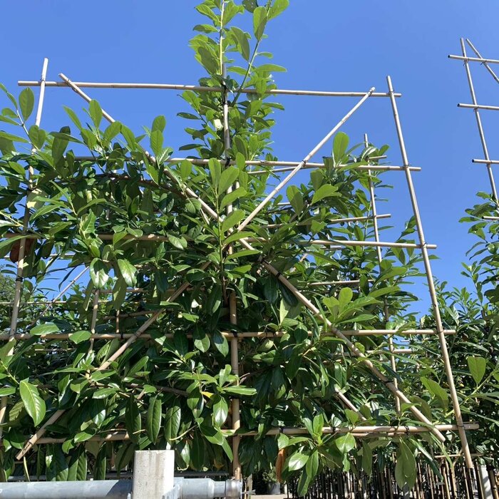 Leilaurier - Prunus laurocerasus 'Novita' leiboom